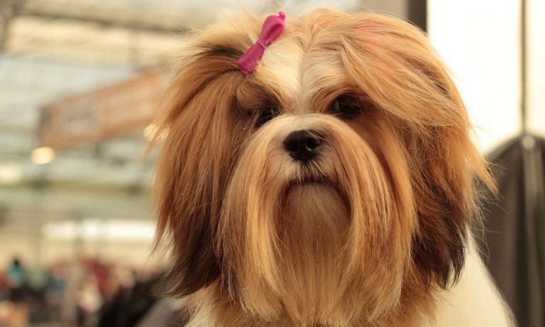 Most Popular Long-Haired Dog Breeds & Their Coat Types