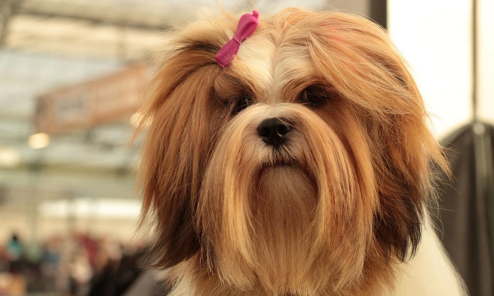 Long-Haired Dog Breeds