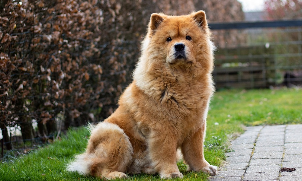 Male Chow Chow Dog Names