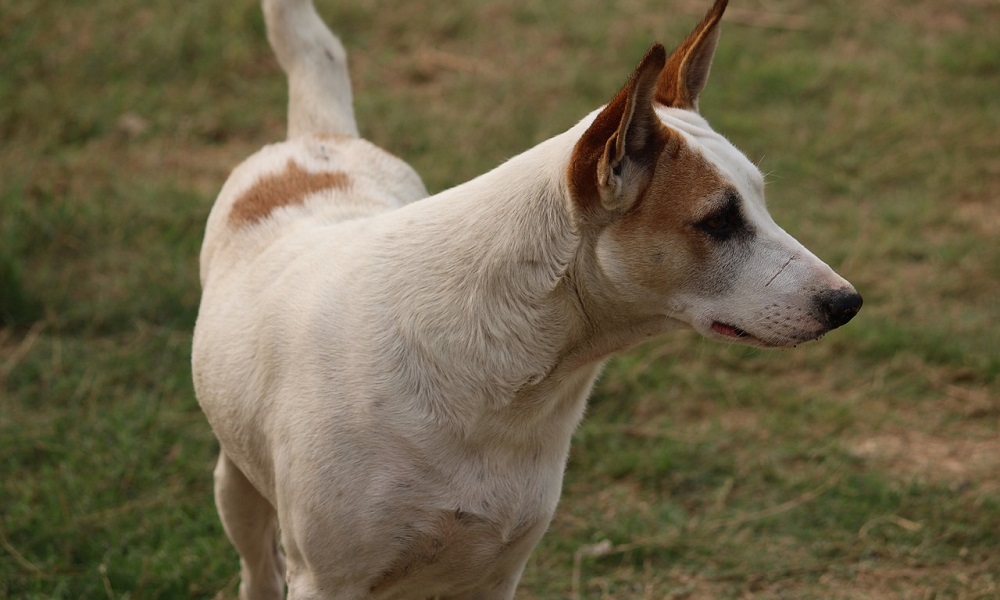 Male Indian Dog Names