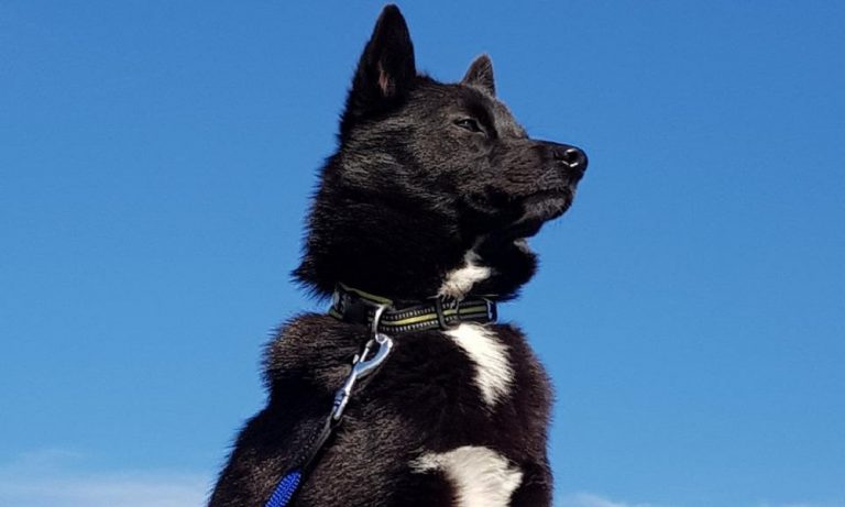 400-most-loving-norwegian-dog-names-with-male-female