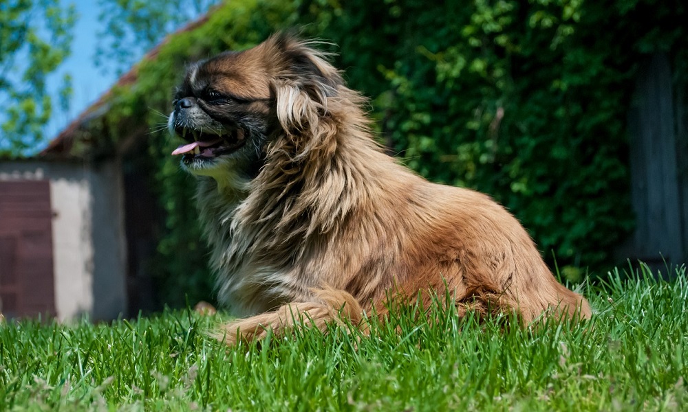 Male Pekingese Dog Names 