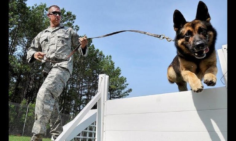 Military Dog Breeds and their Exceptional Skills