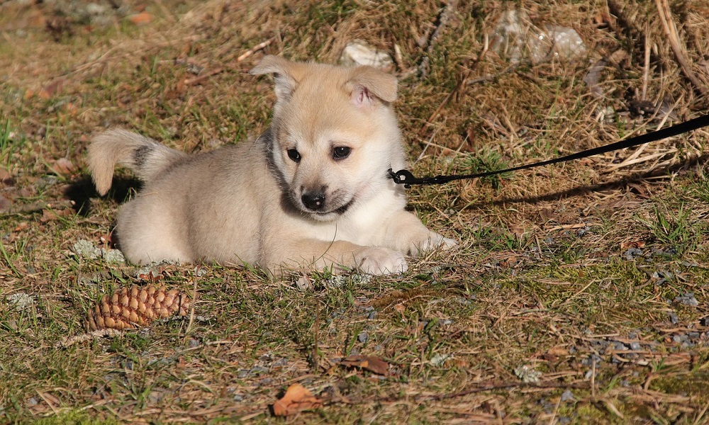 Most Loving Norwegian Dog Names