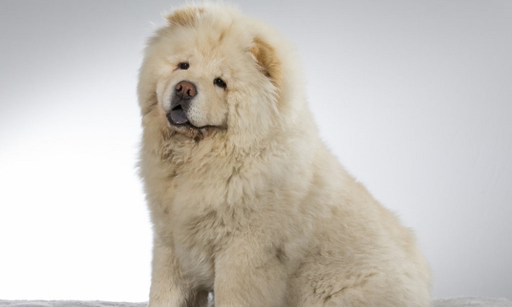 Most Popular Chow Chow Dog Names