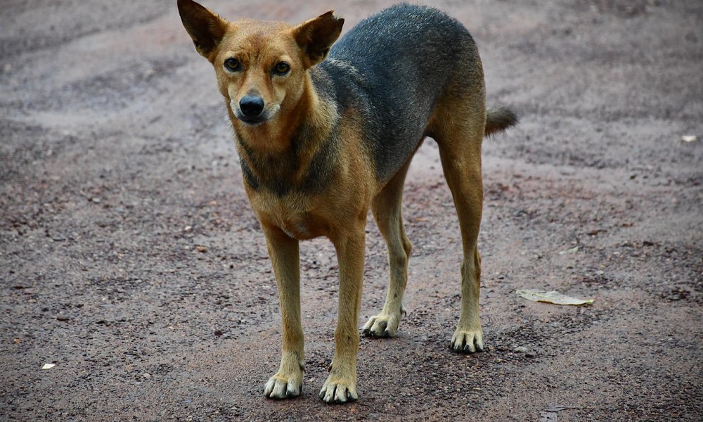 Most Popular Indian Dog Names