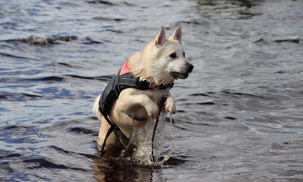 Norwegian Dogs Names with Meanings