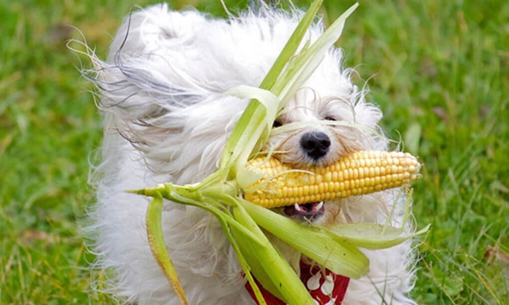 Nutritional Value of Corn for Dogs