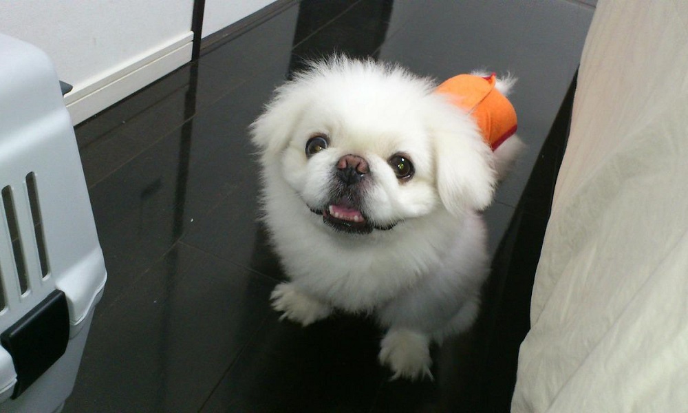 Pekingese