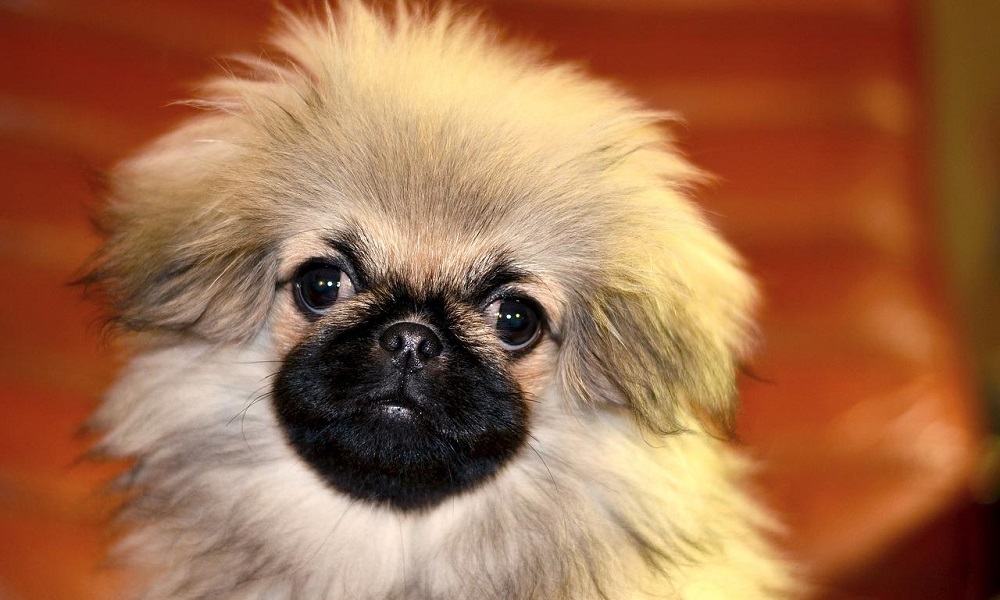 Pekingese Dog Names