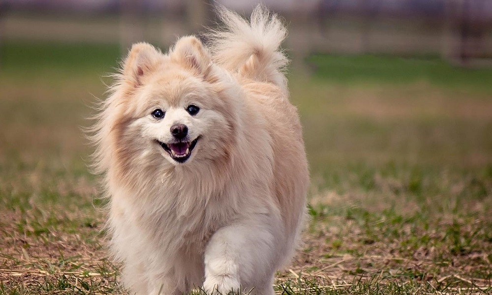 Pomeranian