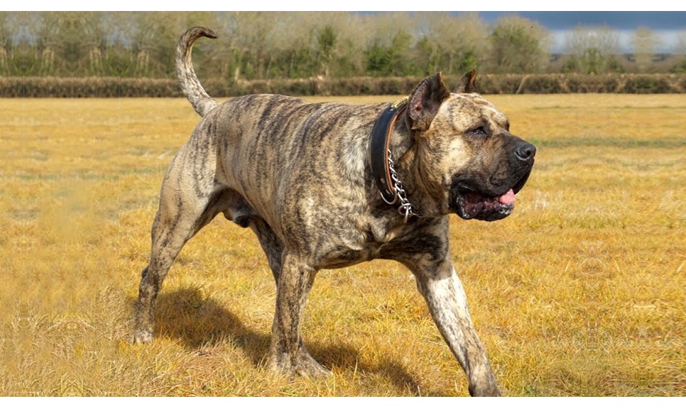 Presa Canario