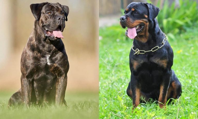 Rottweiler Mixed Breeds: Overview with Facts and Advice – Pet Guide Reviews