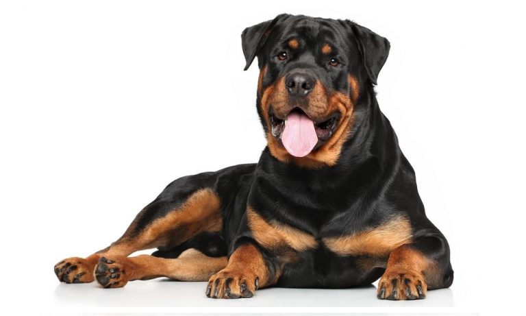 Rottweiler Mixed Breeds: Overview with Facts and Advice