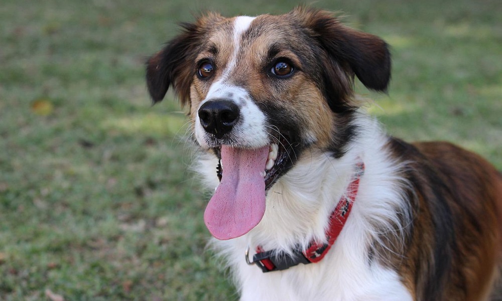 Sable Coloured Dog Breeds