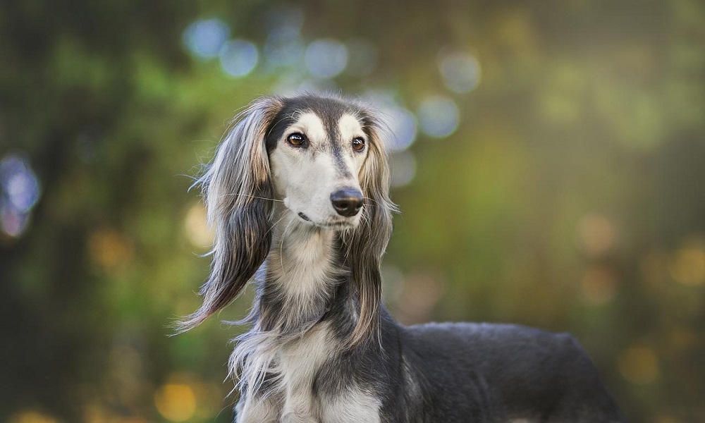 Saluki