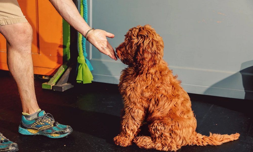 Scientist Dog Names Inspired by Biology