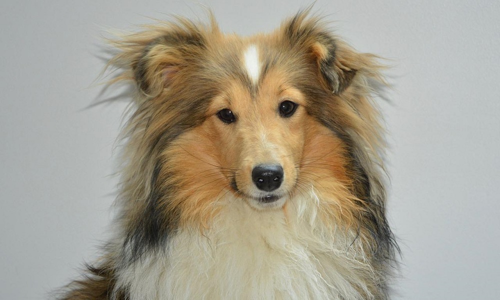 Shetland Sheepdog