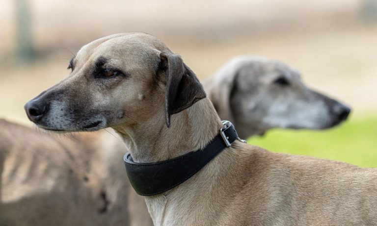 Skinny Dog Breeds and Their Variations