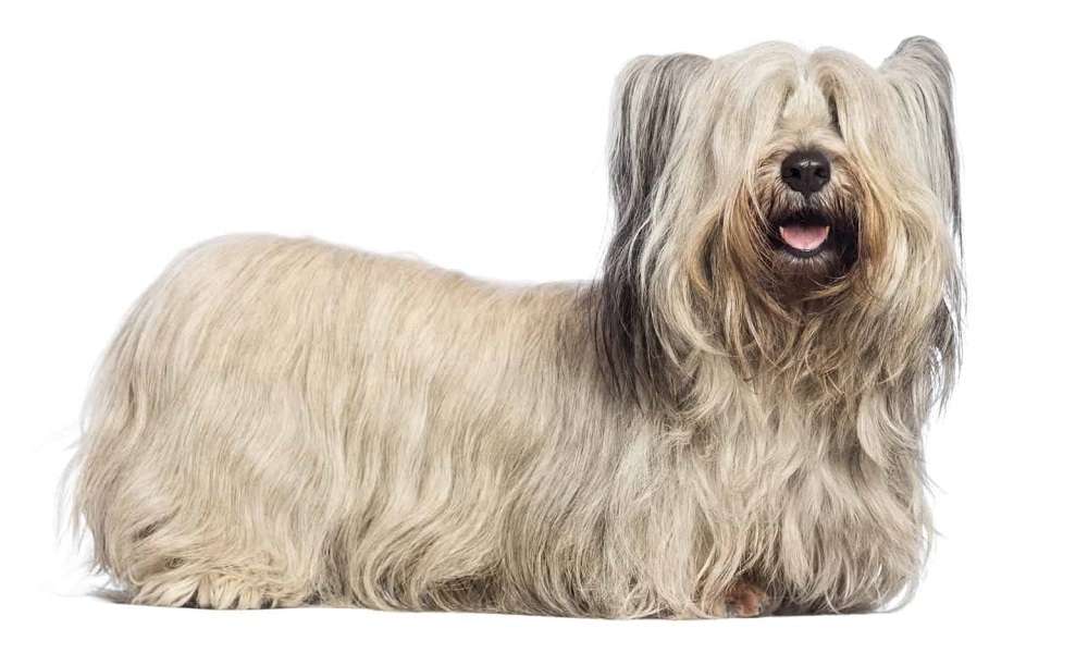 Skye Terrier