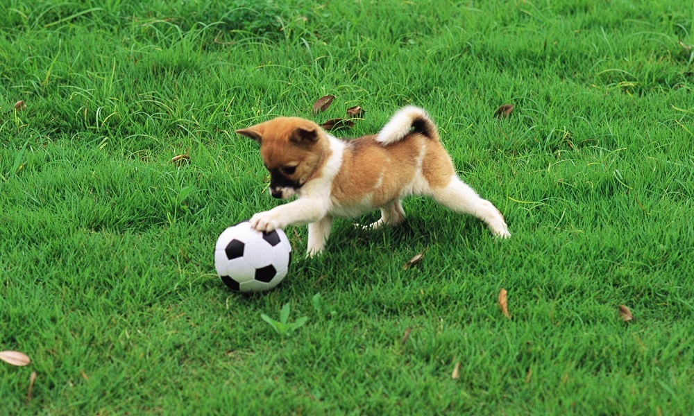Soccer Dog Names Based on Famous Soccer Players