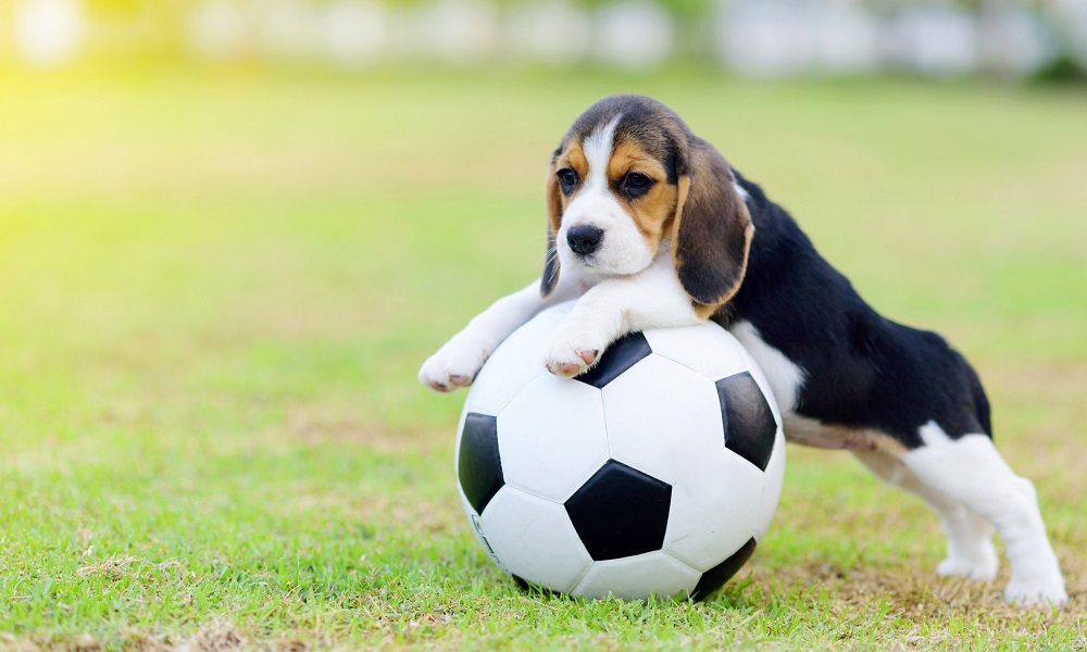 Soccer Lingo Dog Names