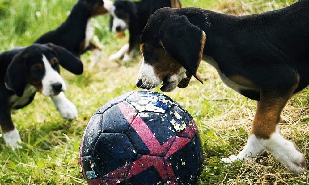 Soccer Team Dog Names