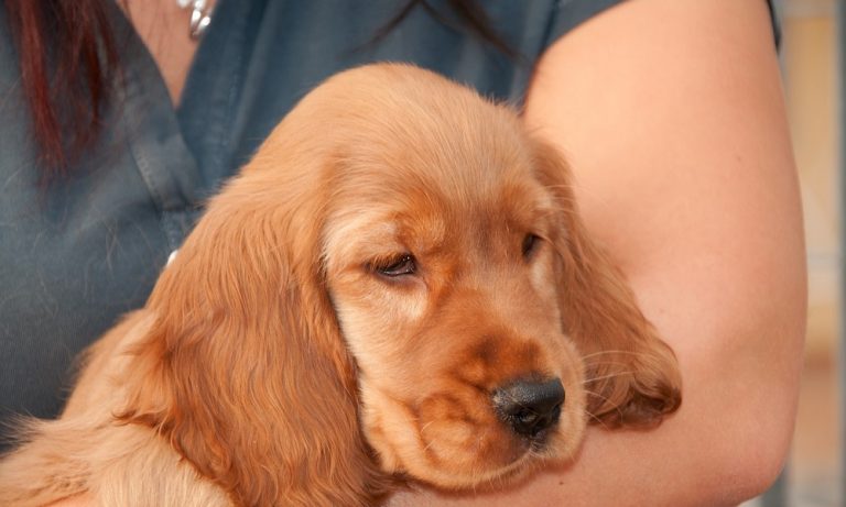 Types of Spaniel Dog Breeds that are Good for Pet Lovers