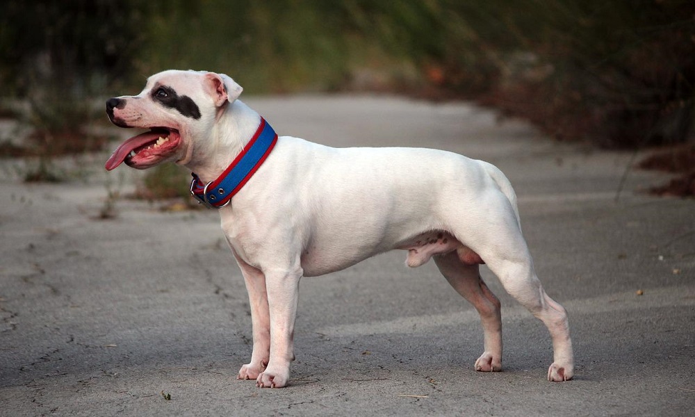 Staffordshire Bull terrier