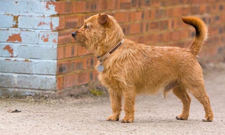 Terrier Mixed Breeds – You Never Knew Yet