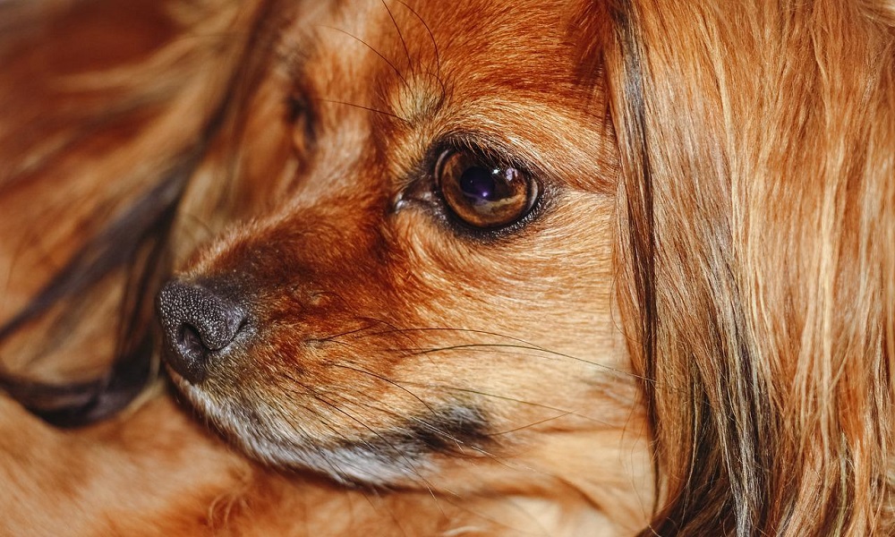 Tibetan Spaniel