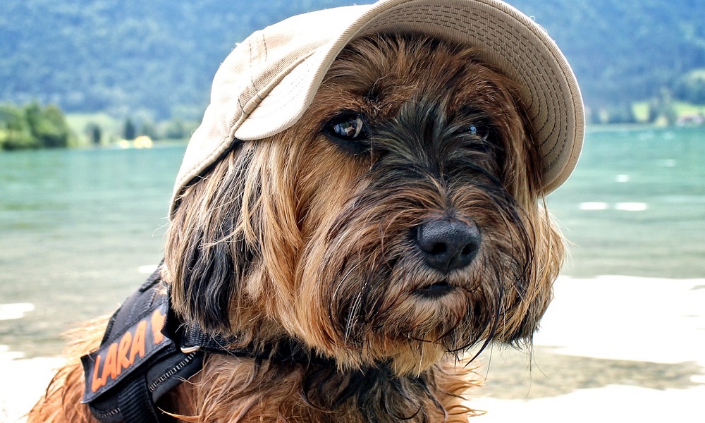 Tibetan terrier