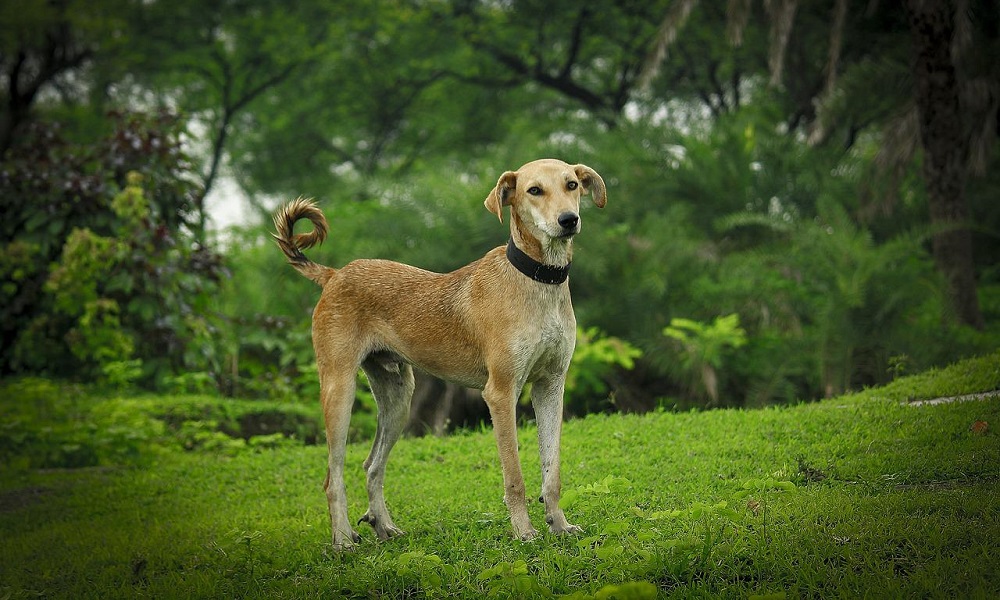 Unique Indian Dog Names