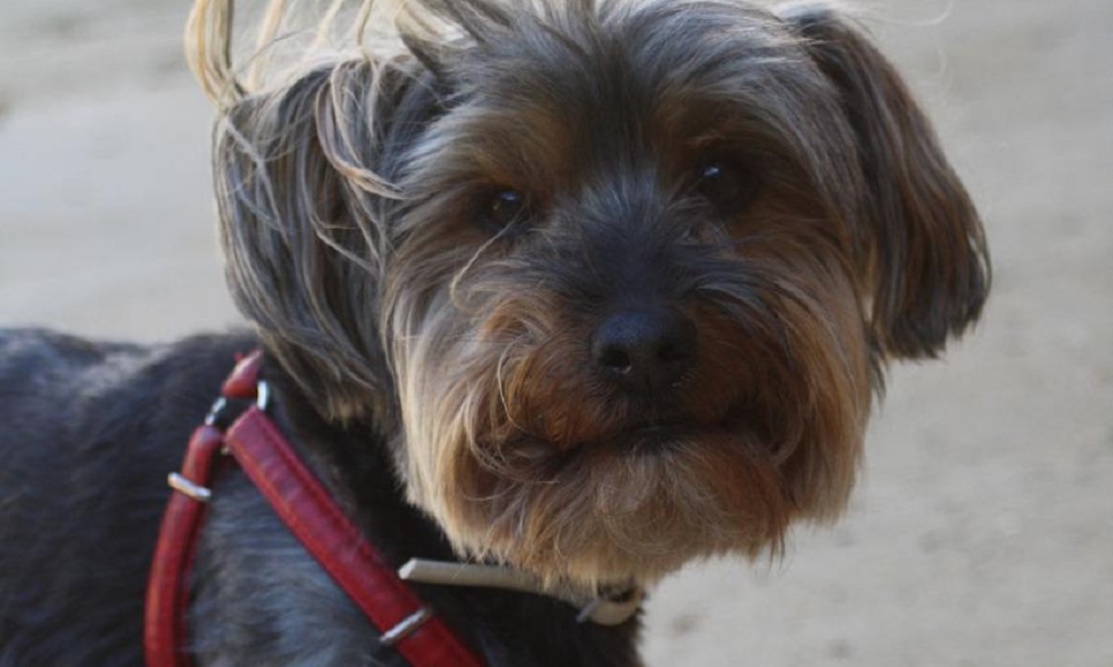 Unisex Soccer Dog Names