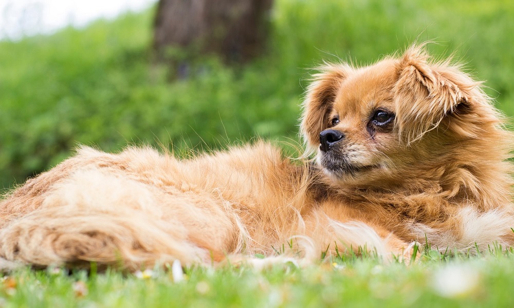 Unusual Pekingese Dog Names