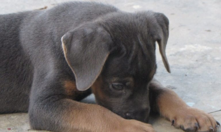 Rottweiler Mixed Breeds: Overview with Facts and Advice – Pet Guide Reviews