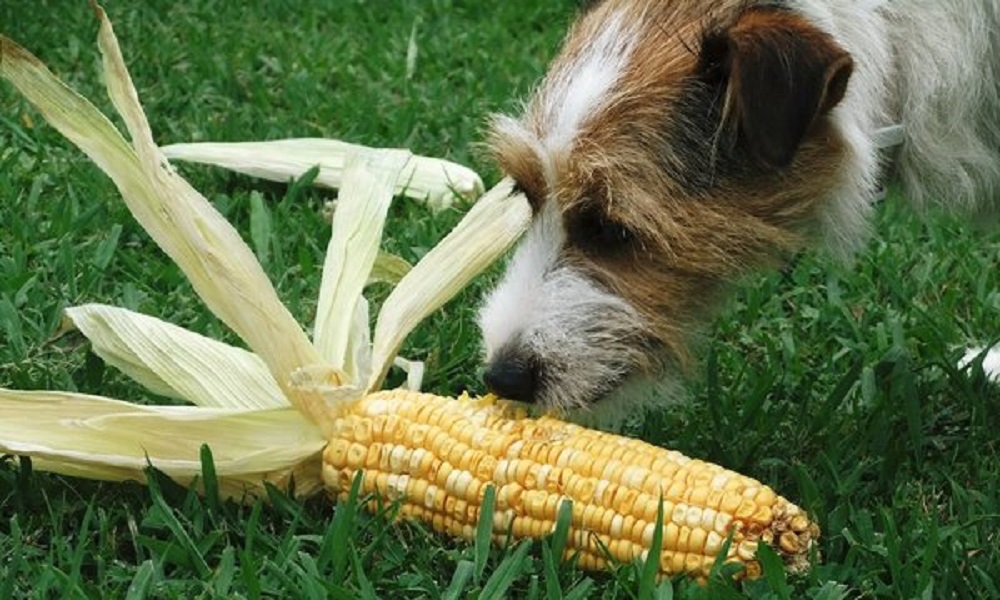When Is Corn Safe and Unsafe for Dogs to Eat