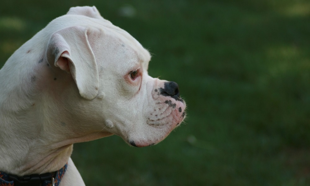 White Boxer