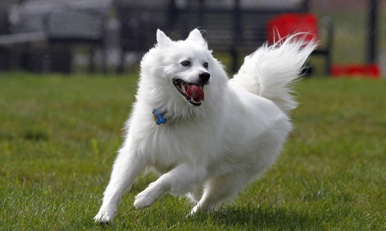 Top White Dog Breeds – Small, Large & Fluffy
