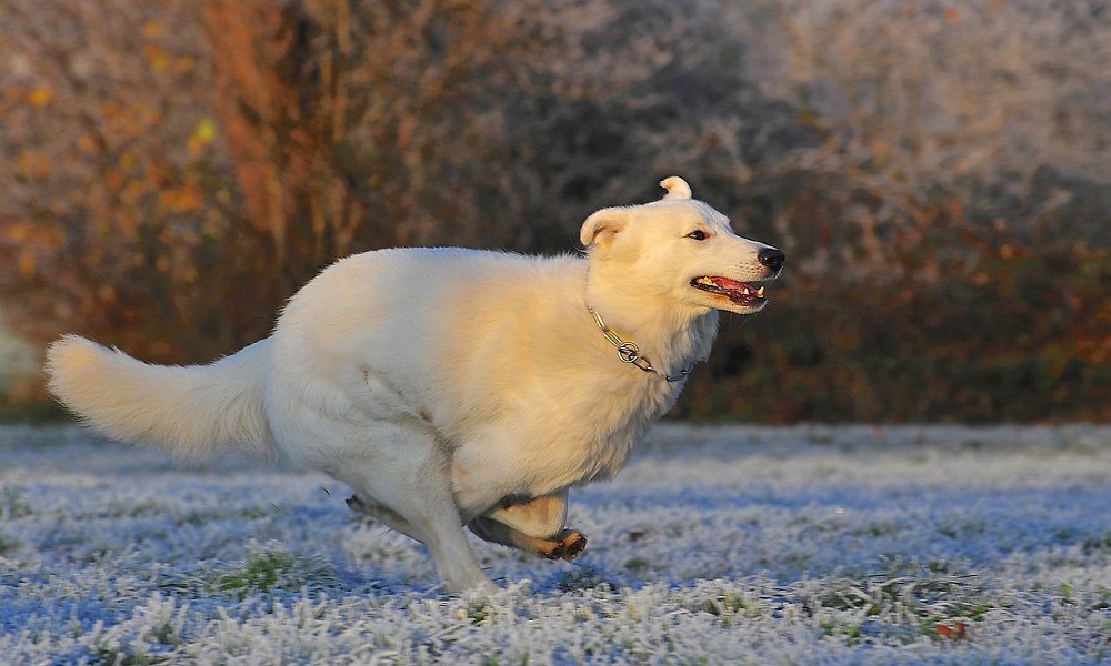 White Swiss Shepherd Dog