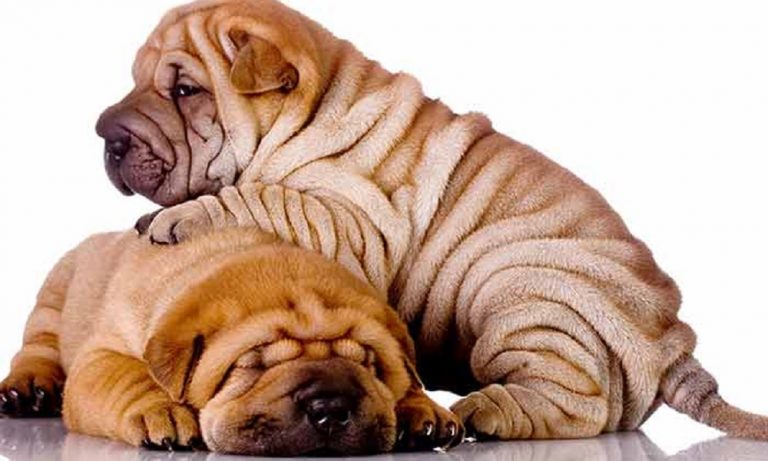 Wrinkly Dog Breeds and Reasons We Love Them