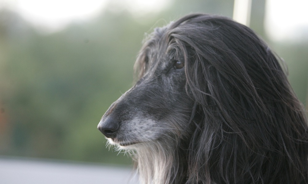 Afghan Hound