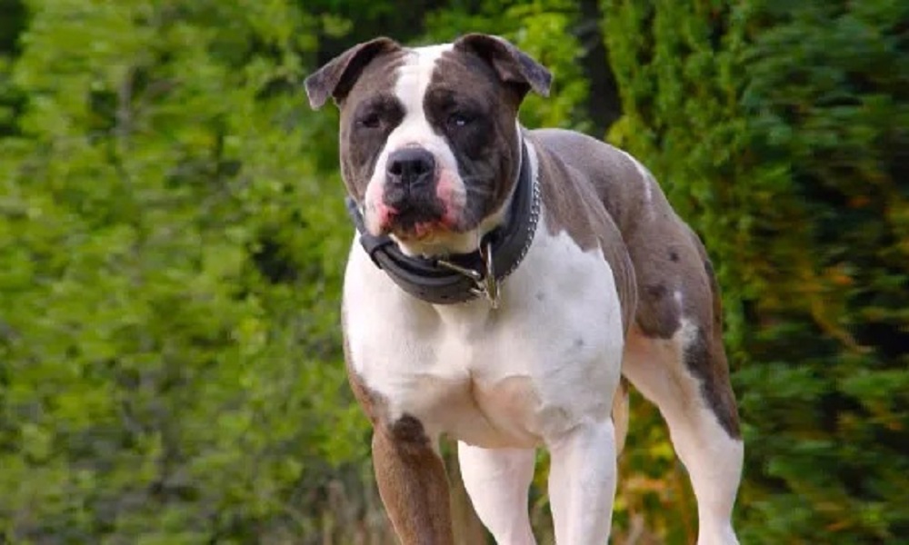 Alapaha Blue Blood Bulldog