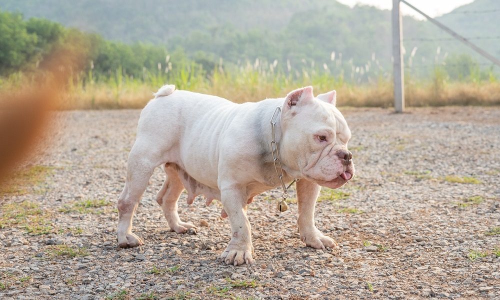 American Pit Bull Terrier