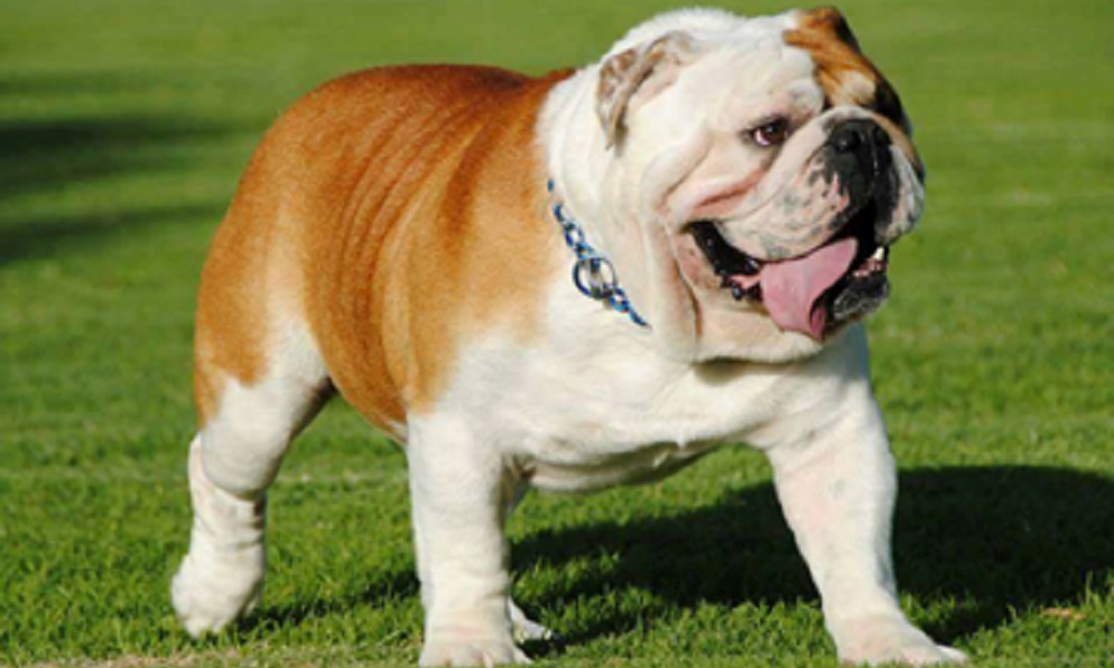 Australian Bulldog