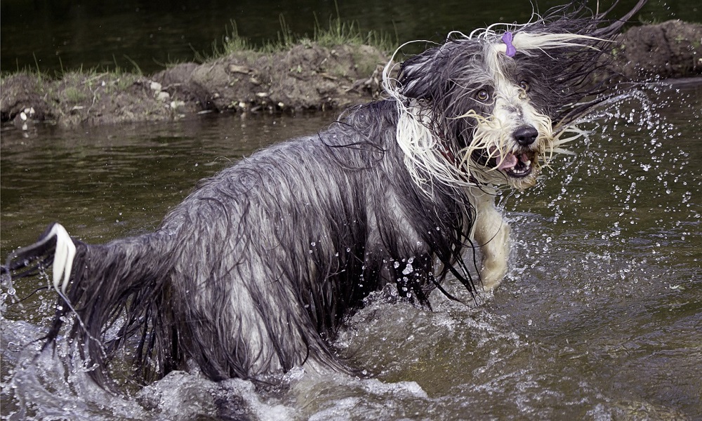 Bearded Collie