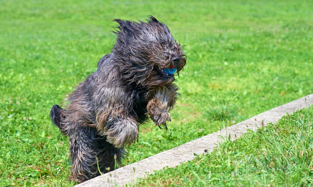 Bergamasco