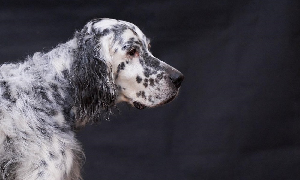 Best English Setter Dog Names