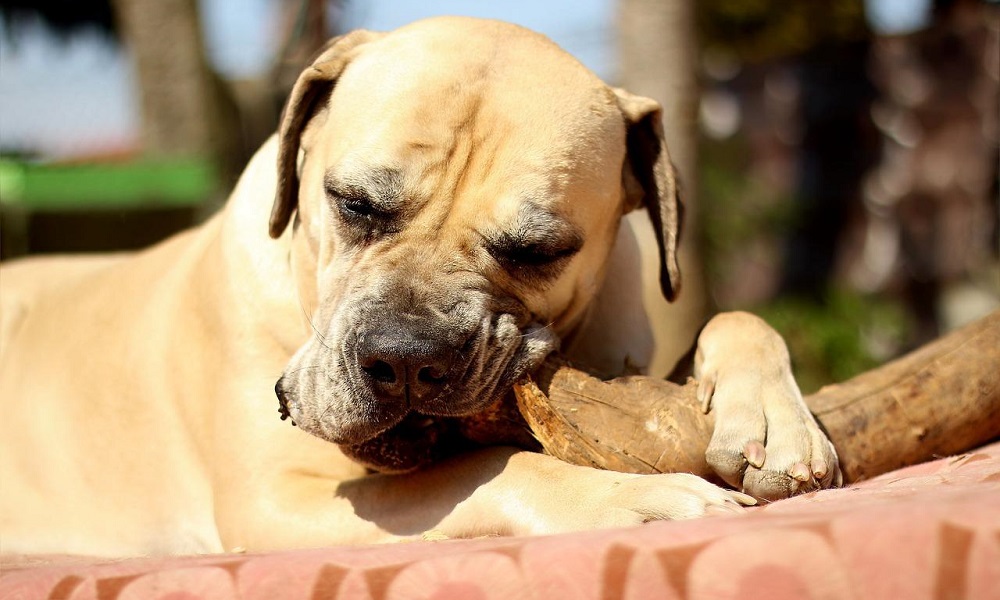 Boerboel