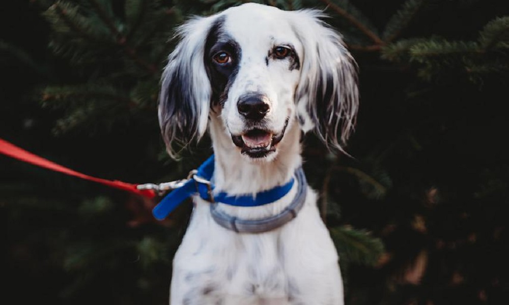 Boy English Setter Dog Names